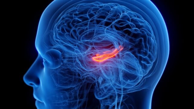 A Crucial Part of The Brain's Memory Center Seems to Shrink in People With Depression