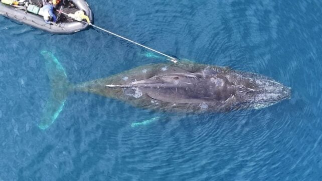 Scientists Are Starting To Understand The 'Largest Biomechanical Event on Earth': Whales Hunting For Food on a Single Breath