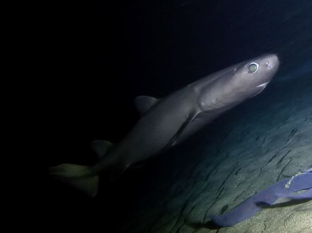'Biological Searchlight': World's Largest Glowing Vertebrate May Use Its Light to Hunt Its Prey