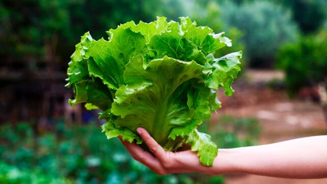A Key Meat Protein Has Been Grown in Lettuce For The First Time