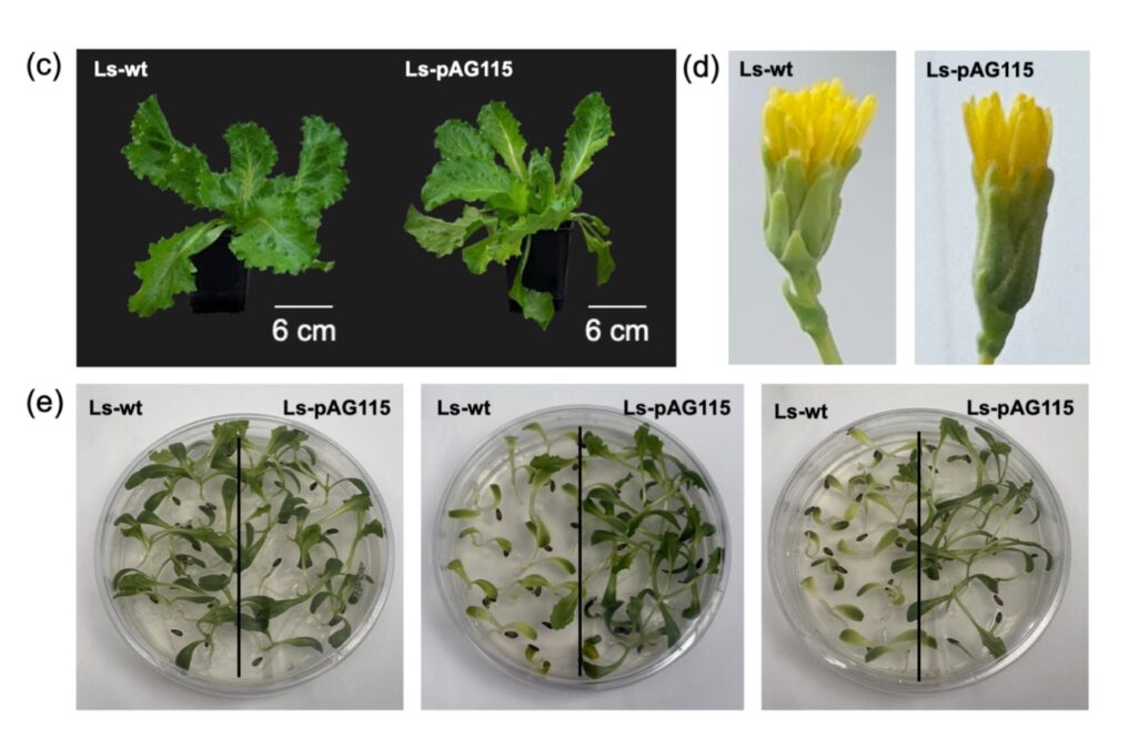 Scientists Figured Out How to Grow a Meat Protein in Lettuce For The First Time