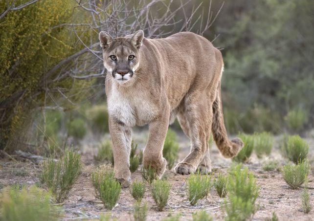 There's One Predator That Terrifies Bears And Mountain Lions Alike