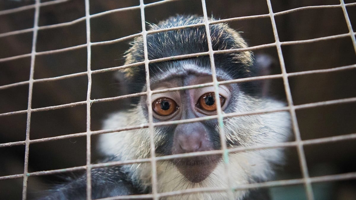 Online Marketplaces Increasingly Endanger Biodiversity, Study Finds
