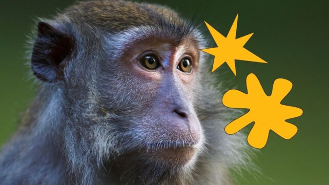Monkeys Show a Strange Language Quirk We Thought Was Unique to Humans