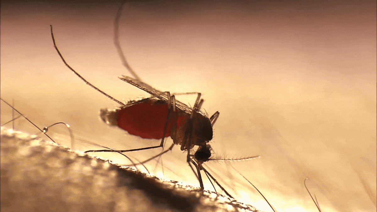 Malaria's Drug Resistance Is Becoming Alarmingly Sophisticated, Study Finds