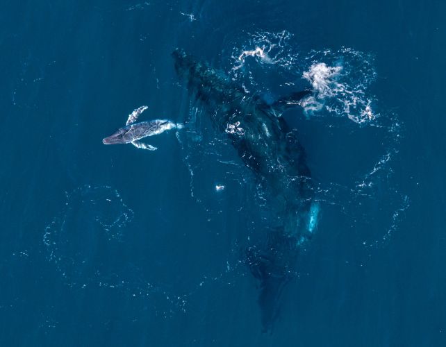 Super Rare Humpback Whale Birth Caught on Drone Camera For The First Time Off The Coast of Australia