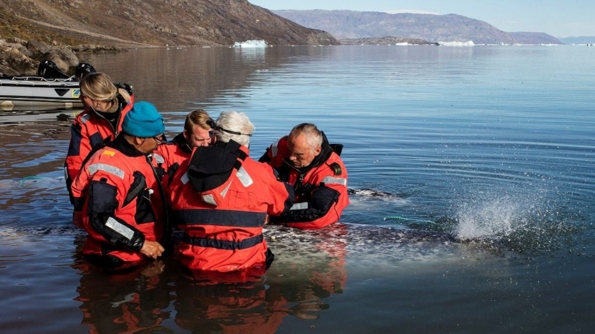 Scientists Put Sensors on Narwhals. They Revealed Something Troubling Beneath Greenland's Glaciers