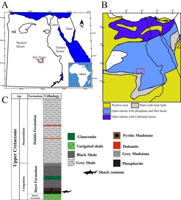 An Ancient Shark Graveyard Has Been Found in The Egyptian Desert