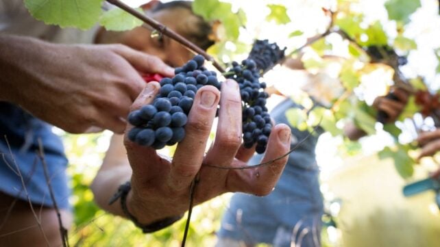 Pinot Noir Might Be Doomed as Droughts Become More Frequent