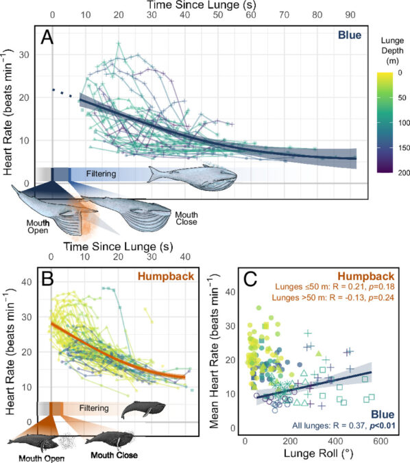 Blue Whales Shouldn't Be Able to Hunt They Way They Do. Scientists Have Finally Discovered How They Pull It Off: "The Largest Biomechanical Event on Earth"
