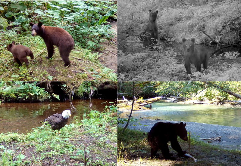 There's One Predator That Terrifies Bears And Mountain Lions Alike