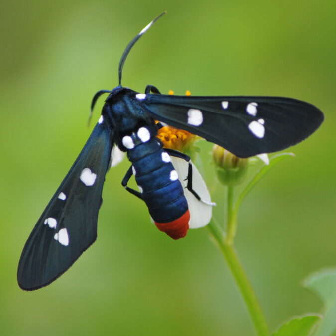 The polka-dot wasp moth is a primary pollinator of the desert rose.