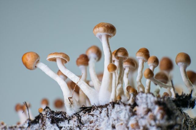 America's First Legal Psilocybin Program Treated 346 People. Here's What Happened.