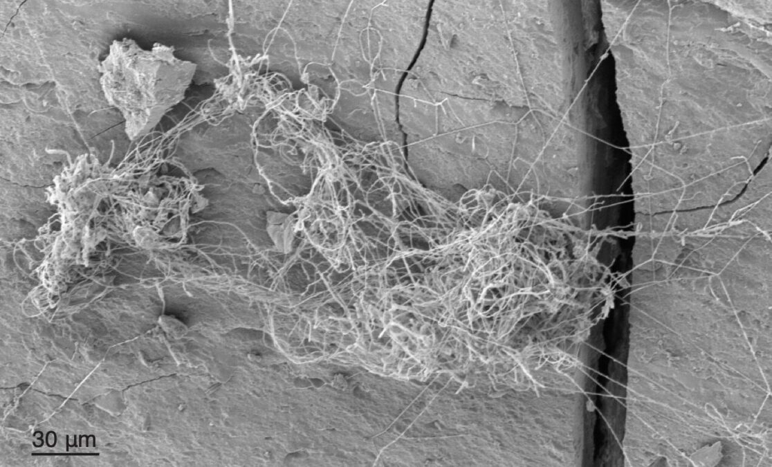 Rock-Eating Fungus Ecosystems Complete With Tardigrades And Worms Are Thriving Deep Within a Gas Shale