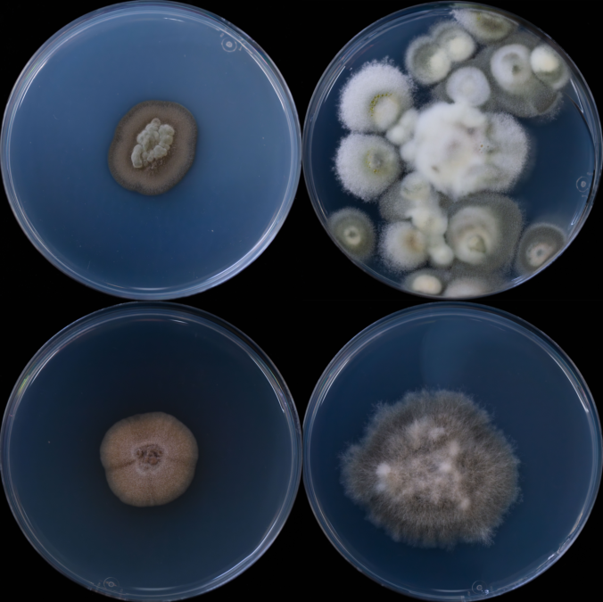 Rock-Eating Fungus Ecosystems Complete With Tardigrades And Worms Are Thriving Deep Within a Gas Shale