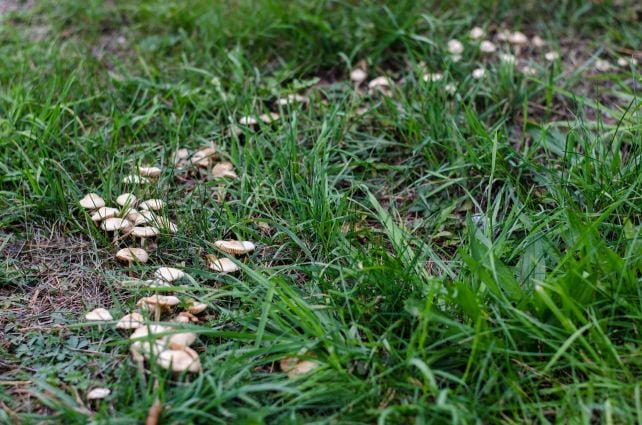 We May Finally Know Why Mysterious Mushroom Fairy Rings Grow in Circles