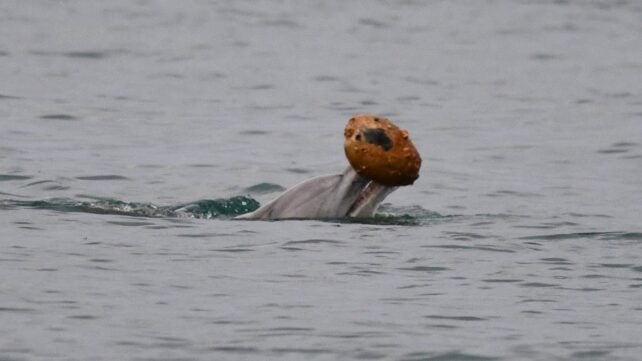 Dolphins Filmed Hunting With Shells &ndash; And Possibly Passing The Skill to Their Offspring