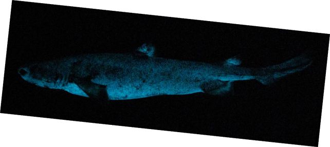 'Biological Searchlight': World's Largest Glowing Vertebrate May Use Its Light to Hunt Its Prey