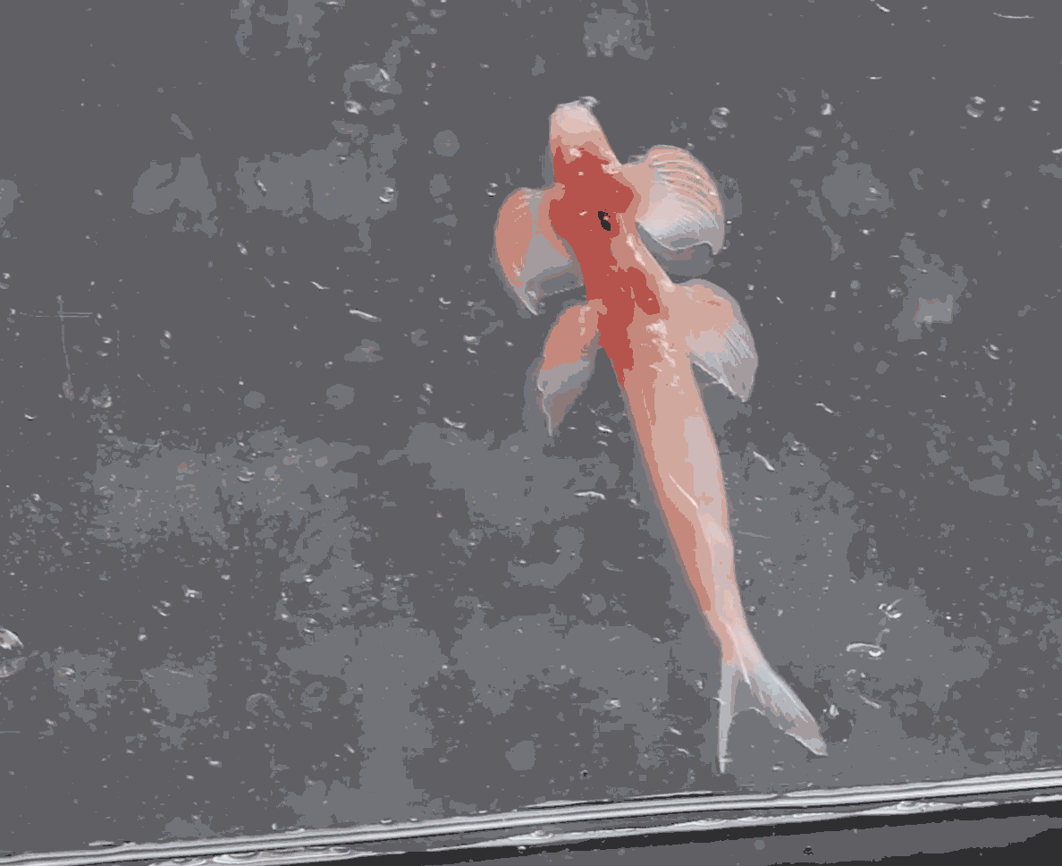 This Weird Armored Fish 'Moonwalks' Across The Seafloor