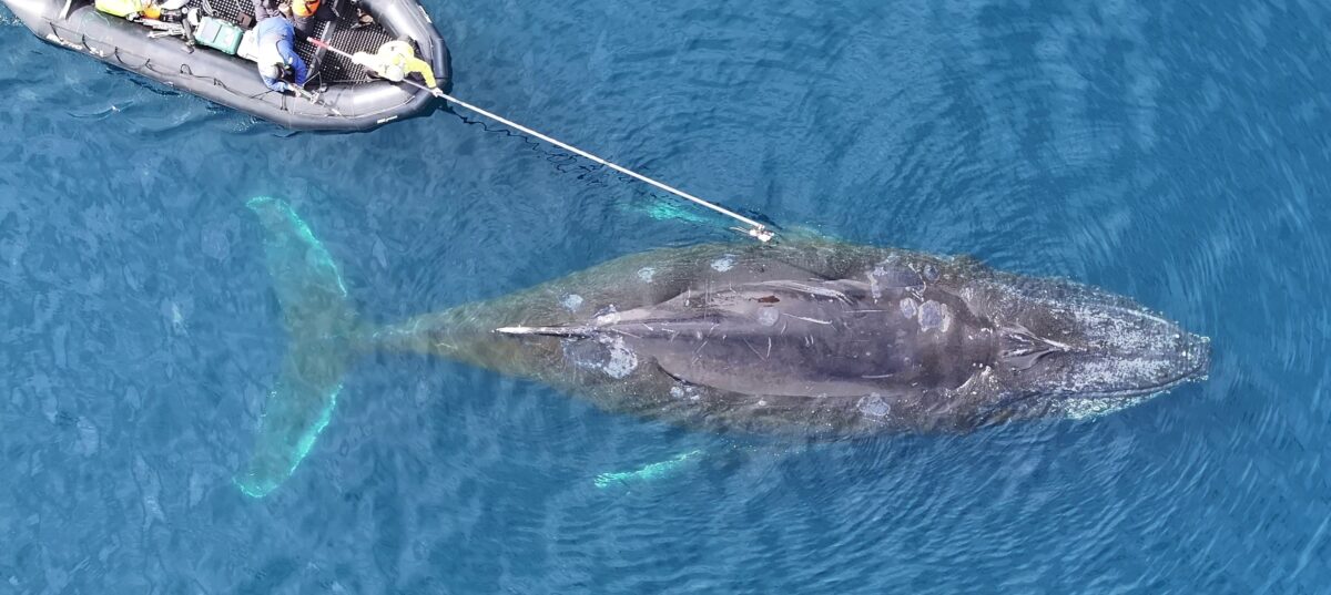 Blue Whales Shouldn't Be Able to Hunt They Way They Do. Scientists Have Finally Discovered How They Pull It Off: "The Largest Biomechanical Event on Earth"