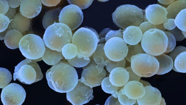 There Are Fungi in The Ocean, And They May Be Way More Important Than We Realized