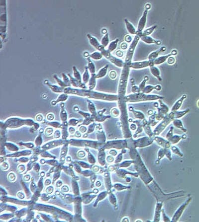 Happy Monday! Here's Your Weekly Microscope Mystery