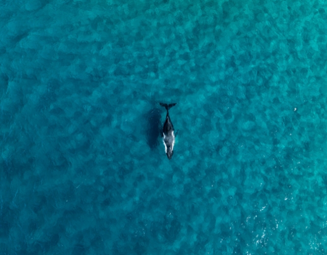 Super Rare Humpback Whale Birth Caught on Drone Camera For The First Time Off The Coast of Australia