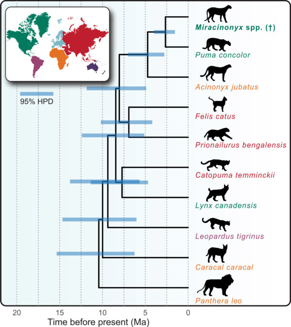 The Super-Speedy "American Cheetah" Wasn't A Cheetah At All, A Genetic Comparison to Lions And House Cats Suggests