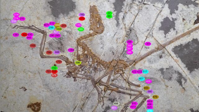 Discovery of Exquisite Feathered Dinosaur in China Could Rewrite The Evolution of Flight