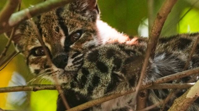 First New Wild Cat Species Identified in Over 100 Years Is An Adorably Tiny 'Tiger'