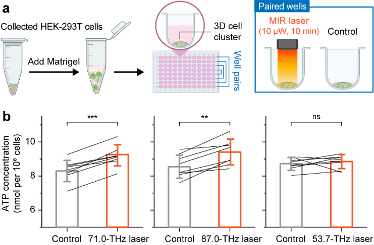 Experimental setup and graphs comparing ATP production in cells exposed to 71, 87, and 53.7-terahertz infrared light.