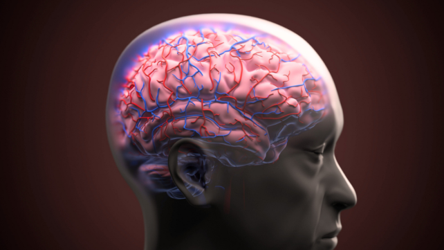 Scientists Successfully Repair Leaky Blood-Brain Barrier in Alzheimer's Models