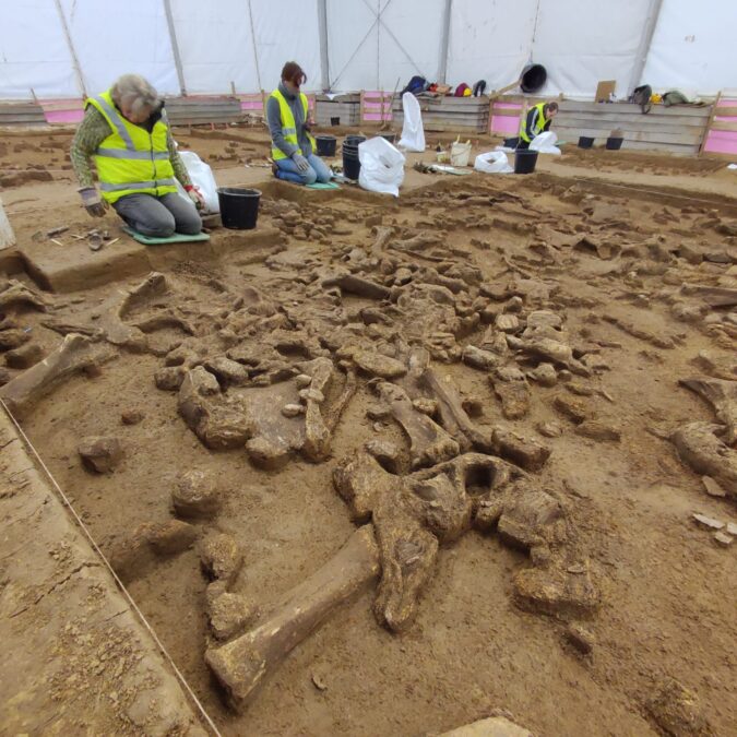A dense concentration of mammoth bones exposed at the Bukov archaeological site.