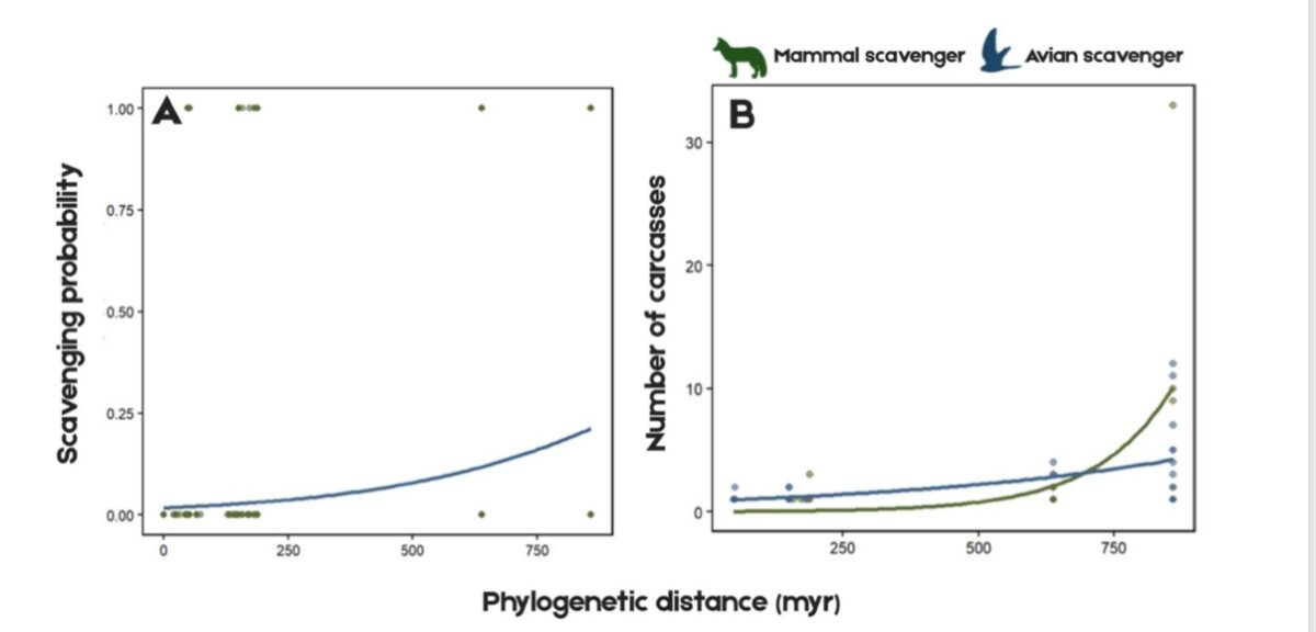 Scavengers Stay Healthy By Not Eating Their Own Kind, New Science Suggests