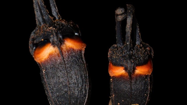 Scientists Discovered a Bizarre 'Devil Flower' That Doesn't Need Sunlight