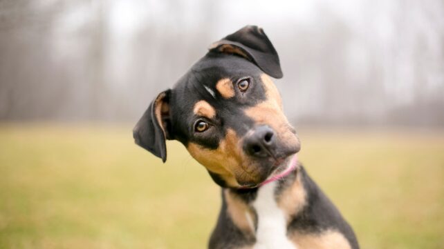Dogs Can Pick Out Word Patterns in Speech, a Trick Once Thought Uniquely Human