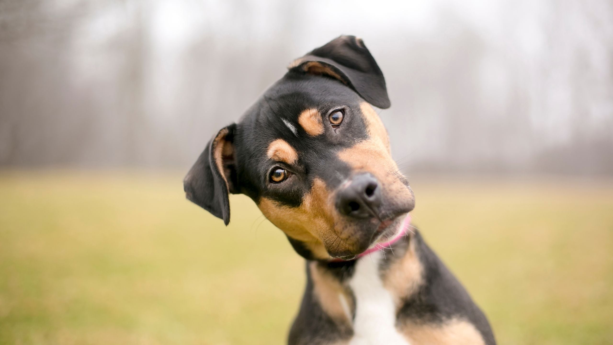 Dogs Can Pick Out Word Patterns in Speech, a Trick Once Thought Uniquely Human