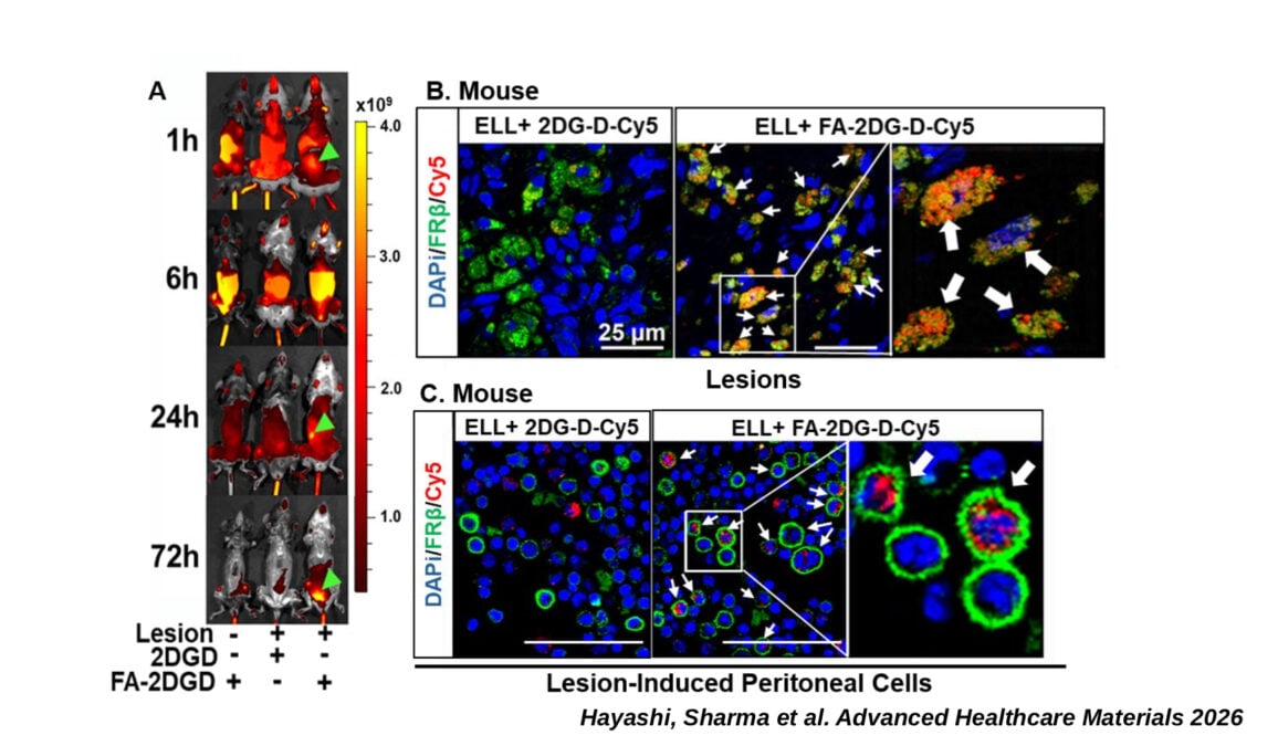 Fluorescence images showing dendrimer distribution in mice and uptake by FRβ-positive macrophages in lesions and abdominal cavity cells.