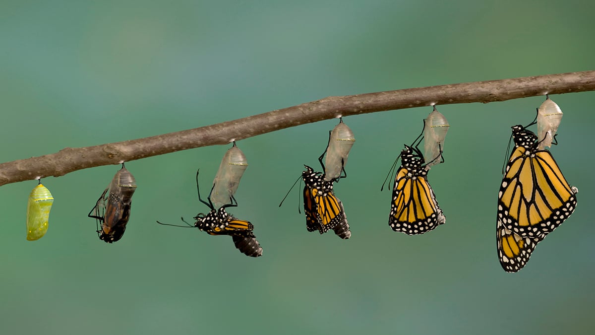 Evolution Might Not Be as Random as We Thought, New Study Finds