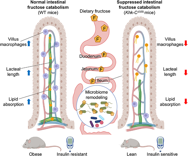 Fructose study findings
