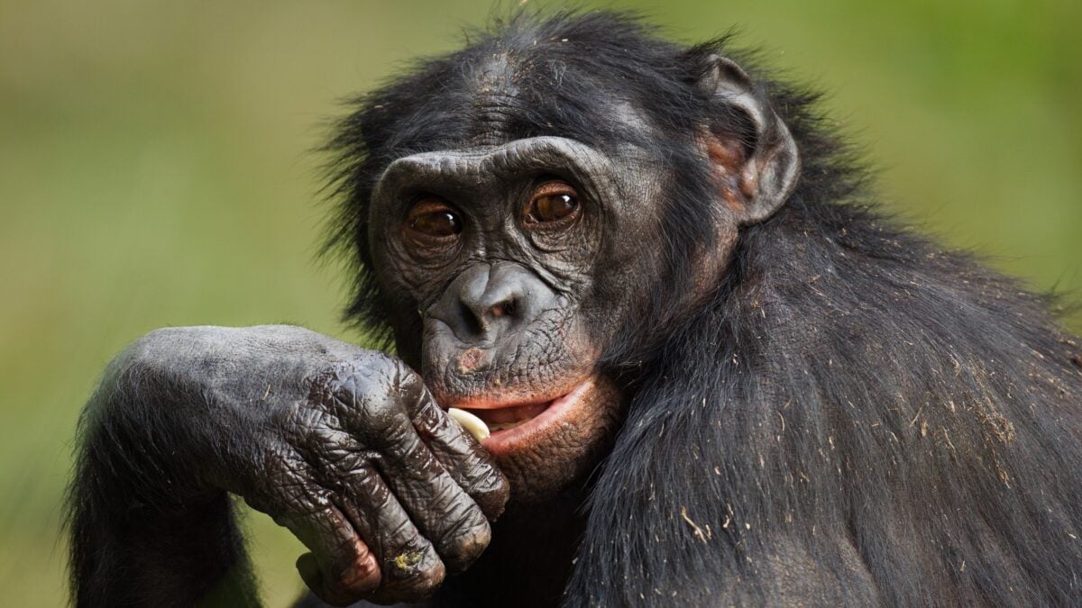 Primate Communication May Follow Grammar Patterns Once Thought Uniquely Human