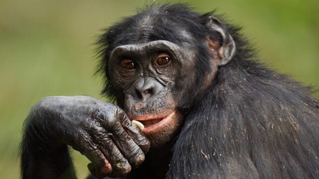 Primate Communication May Follow Grammar Patterns Once Thought Uniquely Human