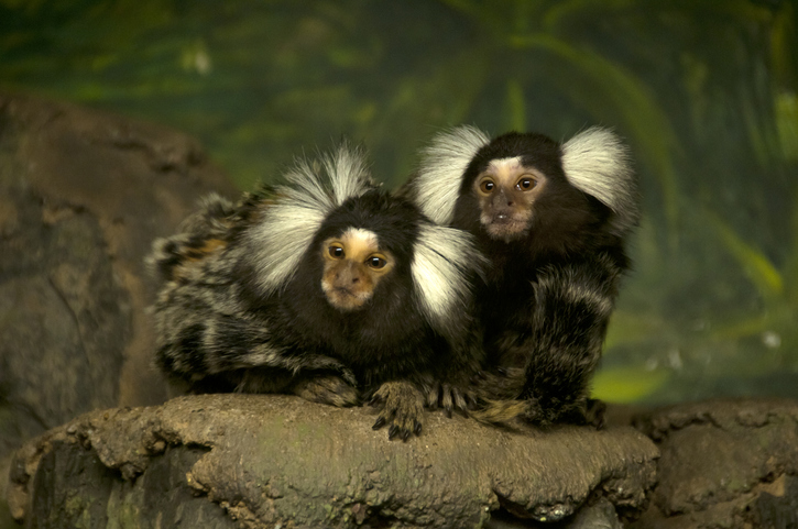 3 Primate Species' Calls Seem to Follow Grammar Patterns Once Thought Unique to Human Language