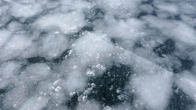 Narwhals Wearing Sensors Reveal Something Troubling Beneath Greenland's Glaciers