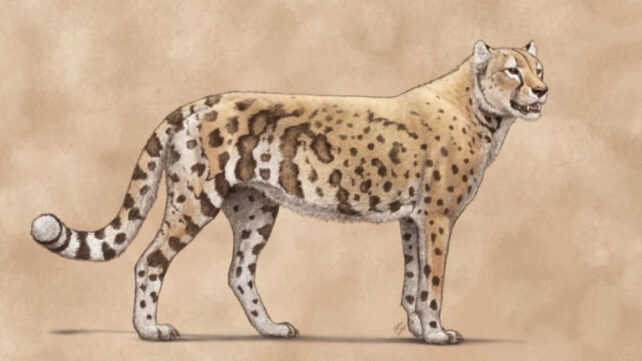 Ancient DNA Reveals The 'American Cheetah' Wasn't a Cheetah at All