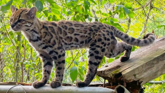 First New Wild Cat Species Identified in Over 100 Years Is An Adorably Tiny 'Tiger'