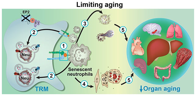 Limiting aging processes