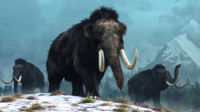A trio of woolly mammoths trudges over snow covered hills. Behind them, mountains with snow covered peaks rise above dark green forests of fir trees