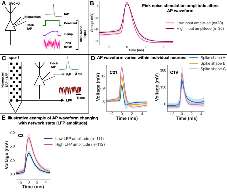 Five-panel figure showing neuron recording setups and graphs of electrical pulses with different shapes under changing input and surrounding activity.