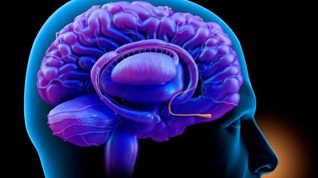 Scientists Identify a Nose-to-Brain Circuit That Links Anxiety And Breathing